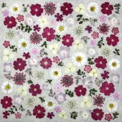 ❇︎押し花素材❇︎ 小花&リーフ mix ピンク ホワイト ~匿名配送~