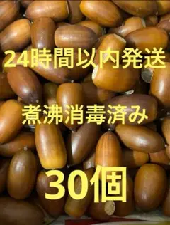 どんぐり 30個