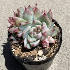 ミックスベリア 青鬼 抜き苗 多肉植物 札なし - メルカリ