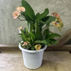新品未開封☆ ダイアナ セルディア 瀬戸内レモン＆トロピカルミックス