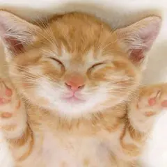 ✧*。