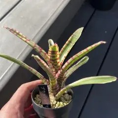 2025年最新】ブロメリア・エアープランツの人気アイテム - メルカリ