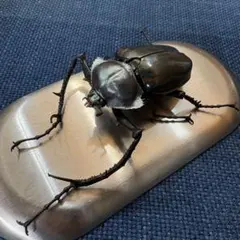 2025年最新】ヤンソンテナガコガネの人気アイテム - メルカリ