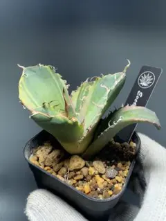 2025年最新】白鯨錦の人気アイテム - メルカリ