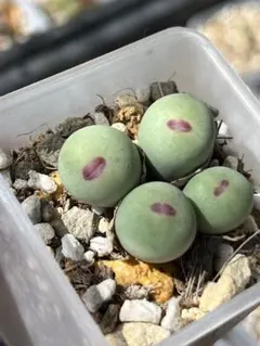 コノフィツムroodiae sanguineum Garies親株 コノフィツムroodiae sanguineum Garies親株 - メルカリ