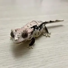 Item thumbnail for item 2fbd048e-7505-433f-89f5-5359756289e4