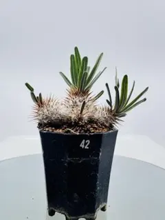 なおえみ様 リクエスト 3点 まとめ商品