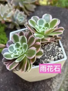 2026年最新】観葉植物 アエオニウムの人気アイテム - メルカリ