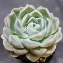 ♡♡　多肉植物　エケベリア　♡♡　抜き苗