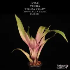 2025年最新】フリーセアの人気アイテム - メルカリ