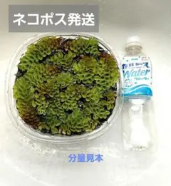浮草☆ サルビニアククラータ 40g - メルカリ