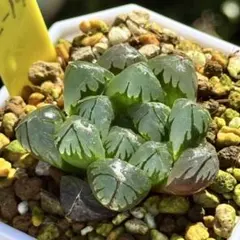水晶オブツーサ　超美株　ハオルチア　観葉植物　C19のサムネイル