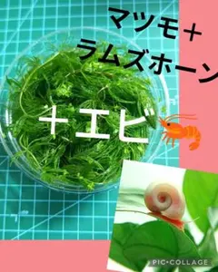 マツモ エ ビ セット ラム入り(*^^)v専用ページ