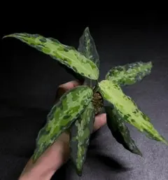 2025年最新】ピクタム アチェの人気アイテム - メルカリ