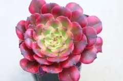 35#植物アエオニウム錦莲花座錦❤️ロータスホルダ錦❤️1大頭2小頭16cm拨き苗 95#多肉植物アエオニウム錦 ❤️ 蓮華座 ❤️1大頭1子芽13cm 拔き苗