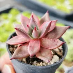 ロメオ 276 エケベリア 多肉植物 抜き苗 - メルカリ