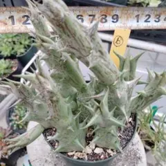 メルカリ便発送☆ガガイモ 蛮鬼角 多肉植物 ガガイモ 蛮鬼角(国内繁殖苗・カット苗です) - メルカリ
