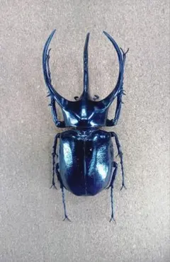 2025年最新】標本 の人気アイテム - メルカリ