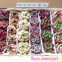 多肉植物エケベリア【カット苗】☆詰め合わせセット☆数量限定