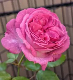 薔薇　バラ　苗のサムネイル