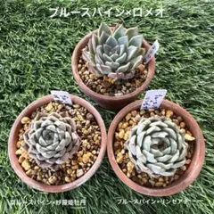 【ブルースパイン×交配種】３種セット 多肉植物抜き苗のサムネイル