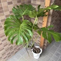 極太 モンステラ茎 巨大 親株写真 - メルカリ