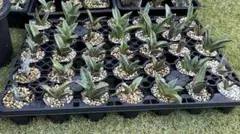 2025年最新】オテロイ実生の人気アイテム - メルカリ