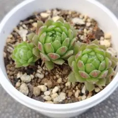 2026年最新】センペルビウムの人気アイテム - メルカリ