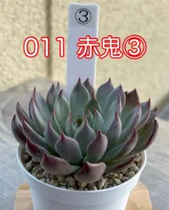 2025年最新】おらいさん苗 赤鬼の人気アイテム - メルカリ