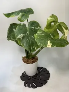 2026年最新】モンステラの人気アイテム - メルカリ