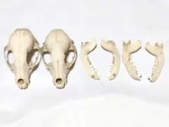 アライグマ(Procyon lotor)　頭骨