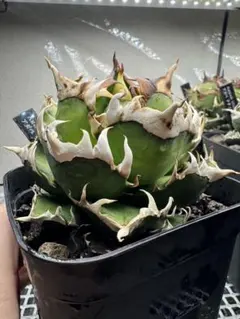 【チタノタ3種セット】BB 黒犀牛 ゴリ猫　鉢ごとメルカリ便発送 チタノタ3種セット】BB 黒犀牛 ゴリ猫 鉢ごとメルカリ便発送