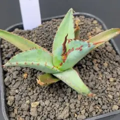 2026年最新】エボリスピナ bb ハイブリッドの人気アイテム - メルカリ