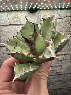 速達　ハデスセットゆーま.様 リクエスト 5点 まとめ商品