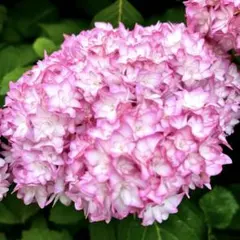 2026年最新】紫陽花挿し木の人気アイテム - メルカリ