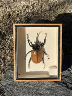 アトラス　ゴホンヅノ　標本セット 楽天市場】ゴホンツノカブト標本の通販