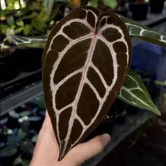 9 アンスリウム　ザラ×ミシェル　レッドクリスタル　大株　ダーク系　色濃い目 9 アンスリウム ザラ×ミシェル レッドクリスタル 大株 ダーク系