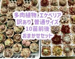 お買い得　セット　多肉植物　エケベリア　おまかせ　訳あり　個別名あり　①