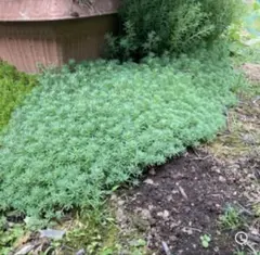 パリダム 多肉植物　多肉　寄せ植え　グランドカバー セダム