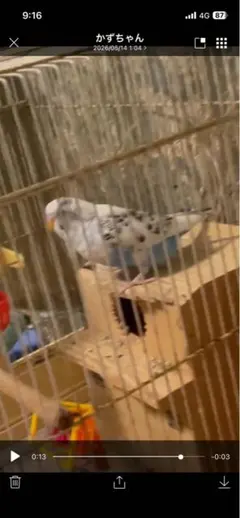 作家さま 梵天セキセイインコのぬいぐるみ バードフィギュア アート