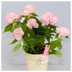 アジサイ：伊予獅子てまり-イヨシシテマリ・ピンク・花芽なし（4号鉢) 山紫陽花のサムネイル