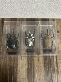 2026年最新】マルスゾウカブト標本の人気アイテム - メルカリ