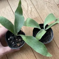 2025年最新】ビカクシダ 苗の人気アイテム - メルカリ