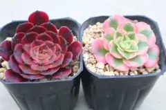多肉植物アエオニウム錦❤️ グリーンメデューサセッカ❤️ 親株 77#観葉植物アエオニウム 錦❤️ グリーンメデューサセッカ❤️10cm 拔