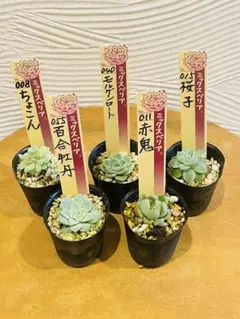 2025年最新】おらいさん苗 赤鬼の人気アイテム - メルカリ