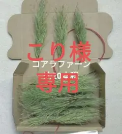 말린 꽃 코알라 고사리 앤티크 화환 장식