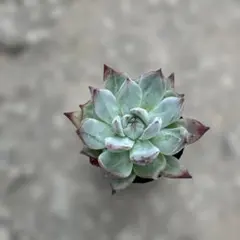 多肉植物・レッドオデッティ 大株 現品 速達料金込み - メルカリ