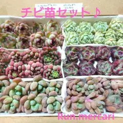 多肉植物エケベリア☆チビ苗セット☆