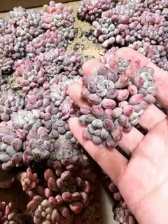 にゃんとも様 リクエスト 3点 まとめ商品