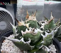 2025年最新】チタノタ 悪魔くんの人気アイテム - メルカリ